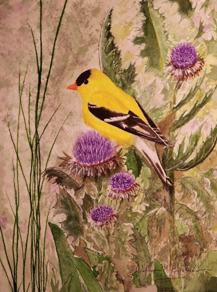 American Goldfinch on Thistle